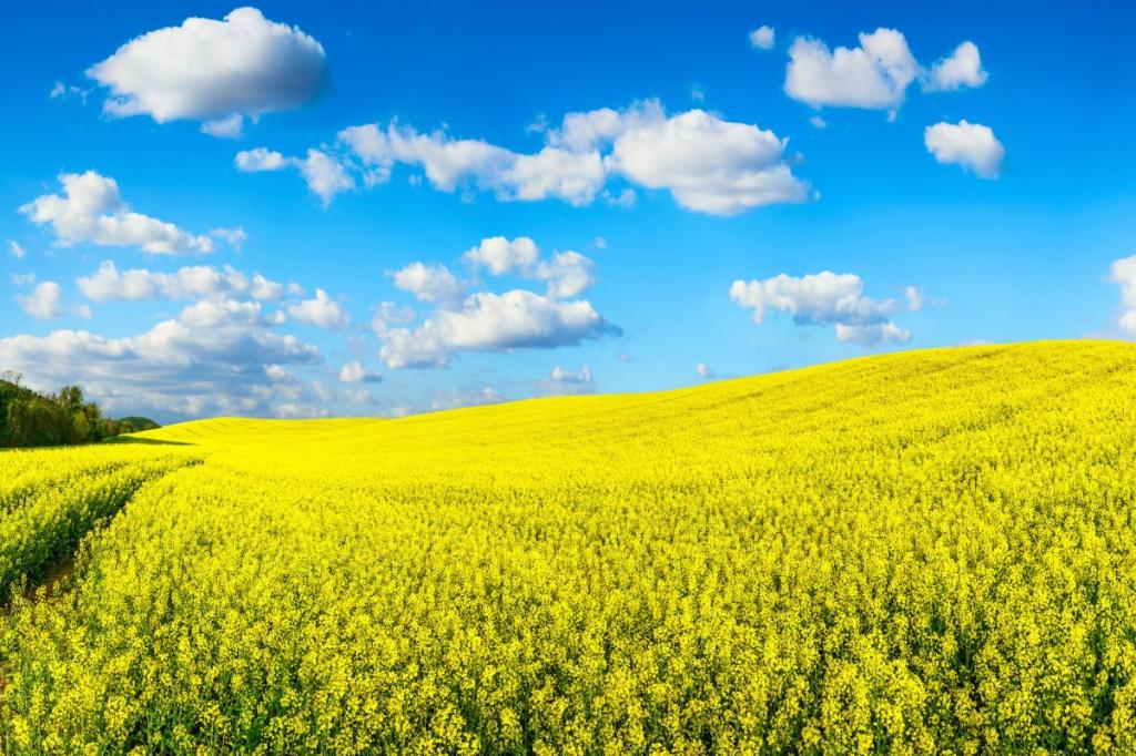 Nachhaltige Biomasse nach ISCC