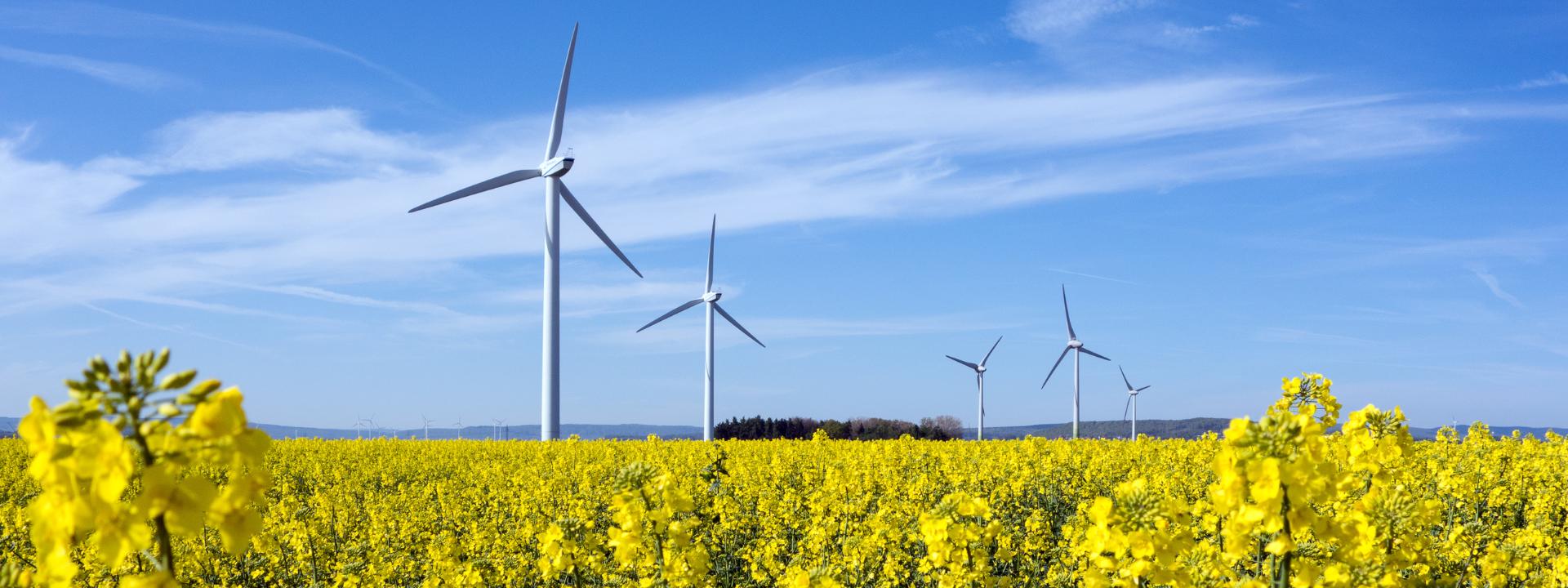 Environmental Field 
