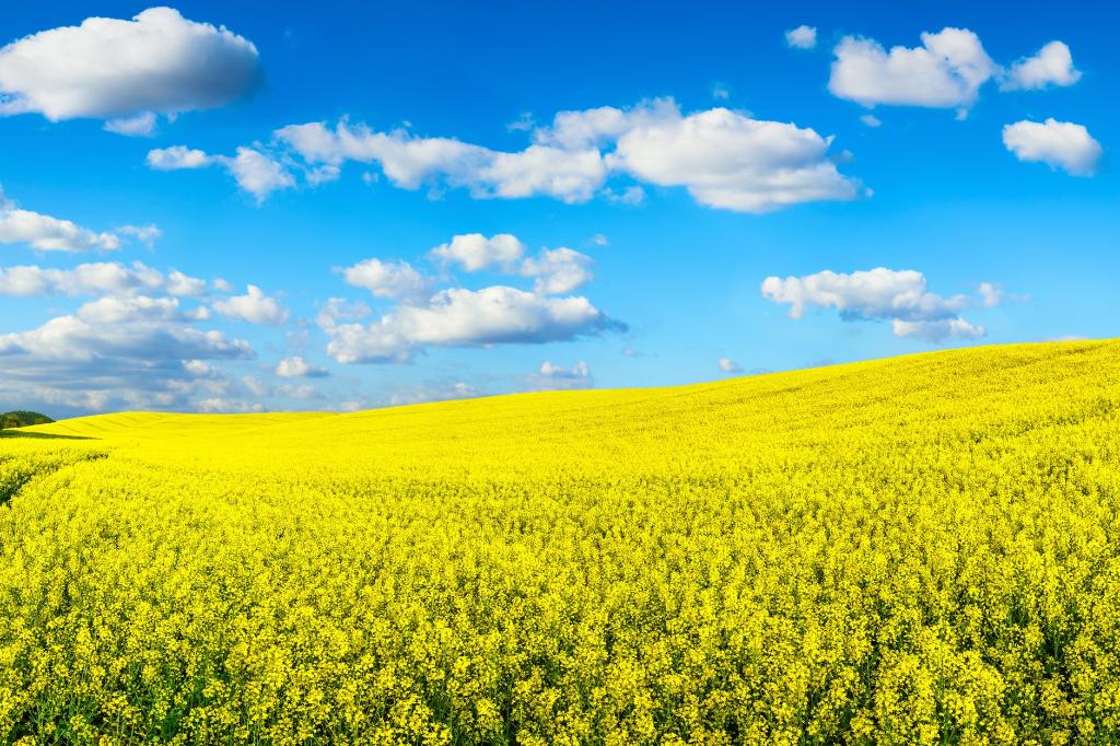Рапсовое поле фото