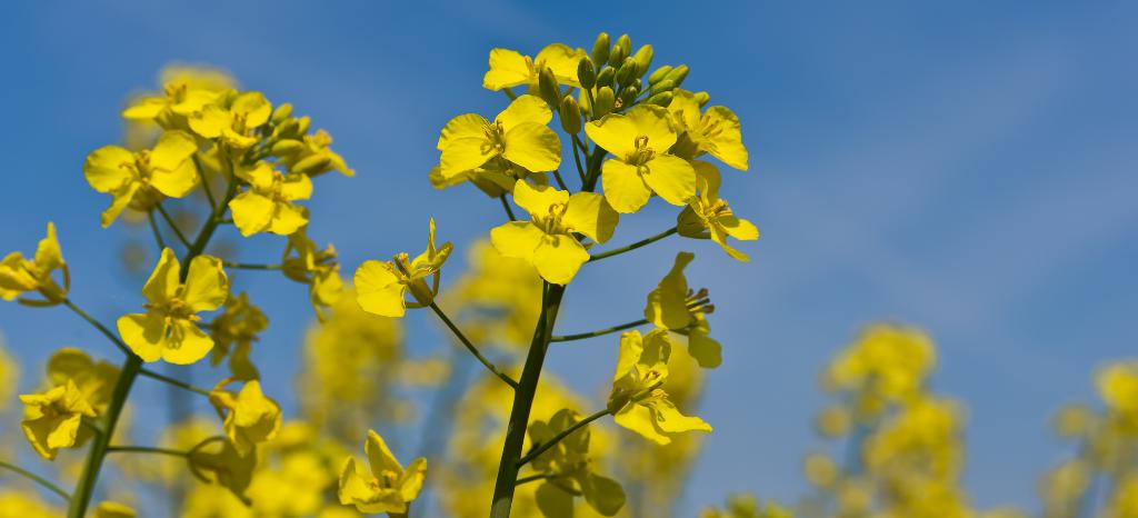 Nachhaltige Biomasse