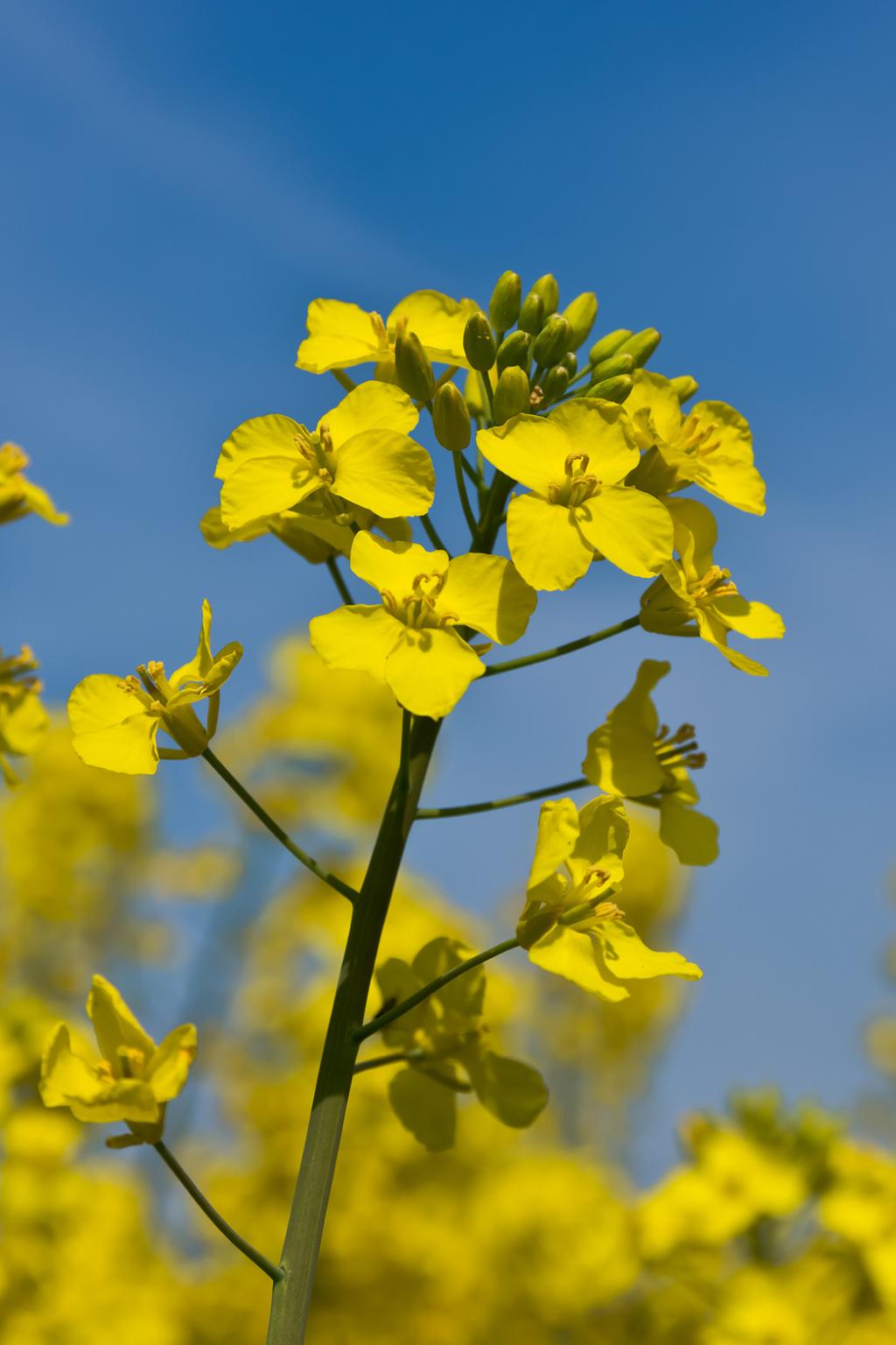 Nachhaltige Biomasse